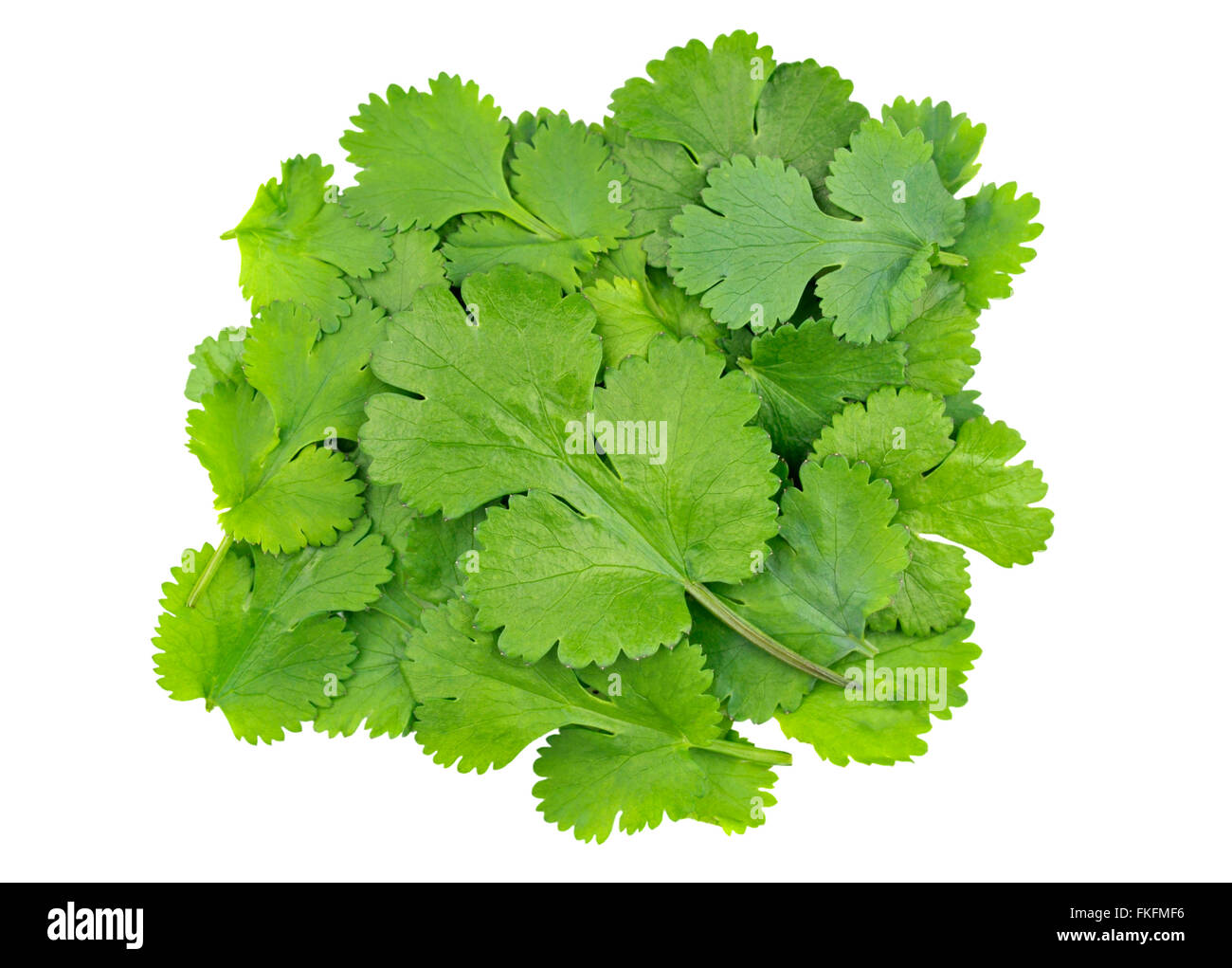 Coriander leaves, coriandrum sativum, also called pak chee, cilantro