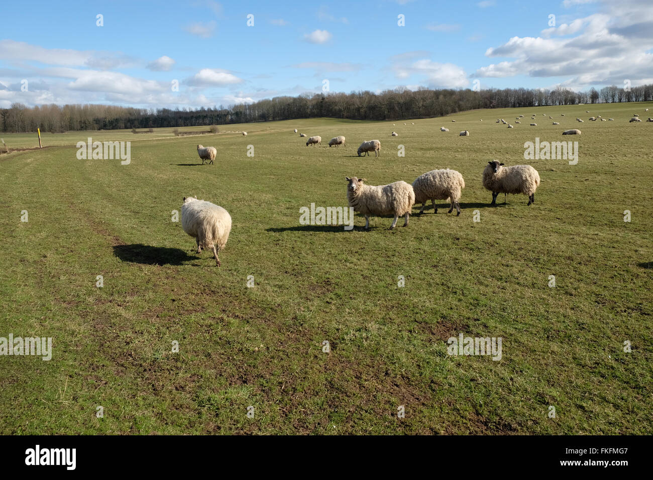 Sheep farm farming hi-res stock photography and images - Alamy