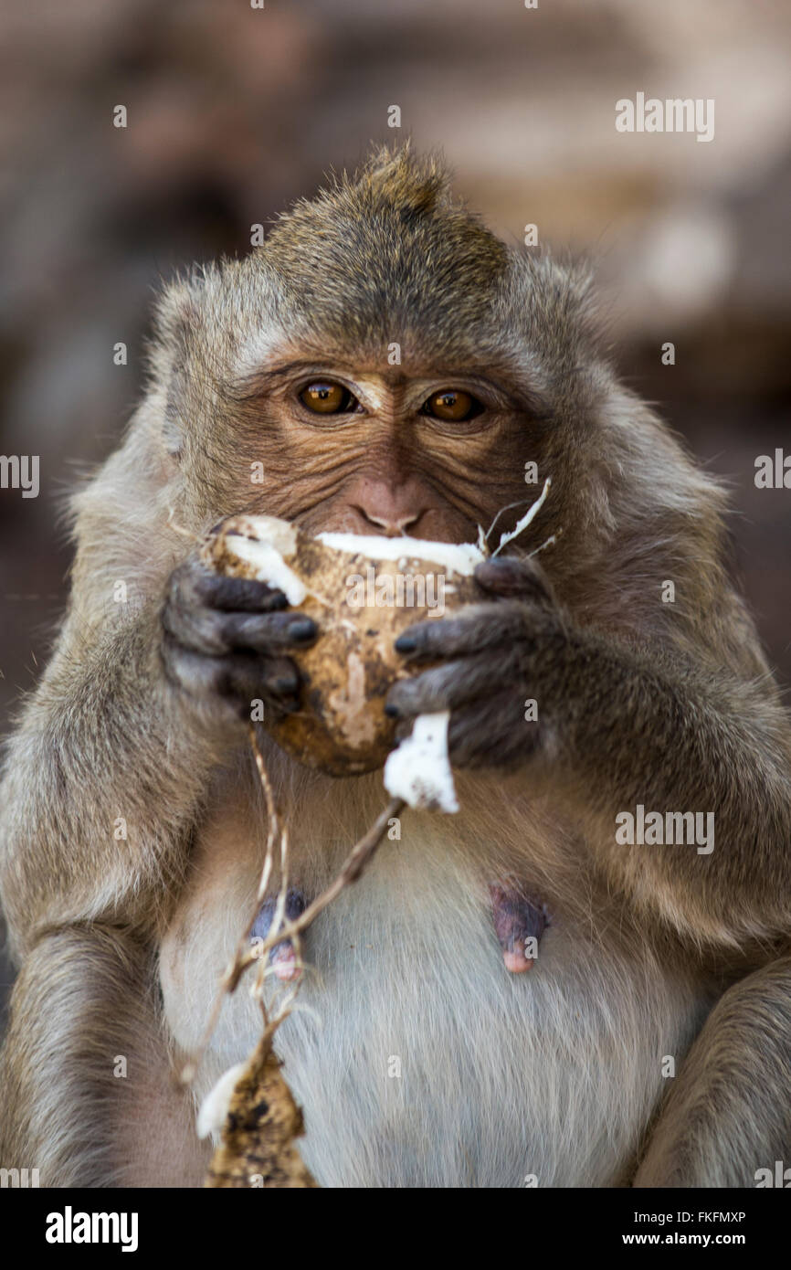 Crab Eating Macaque Stock Photo Alamy