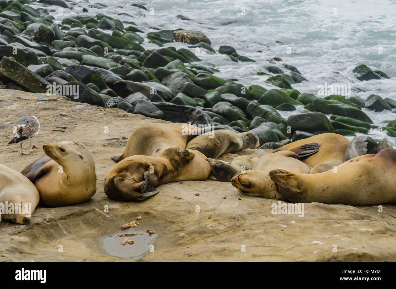 Sea lions grouped and sleeping on rocks with green algae covered rocks ...