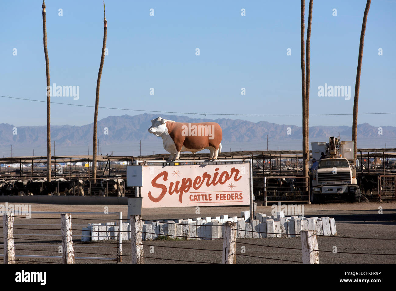 Feed Lot Imperial Valley California Usa Stock Photo 98077890