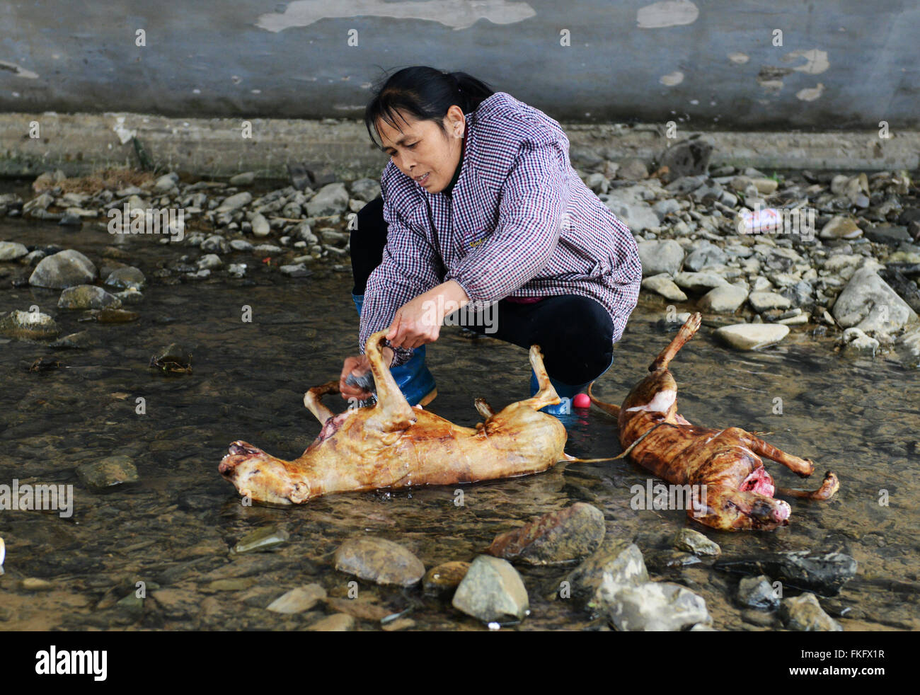 A Chinese woman washing a butchered dog before preparing Dog stew. Stock Photo