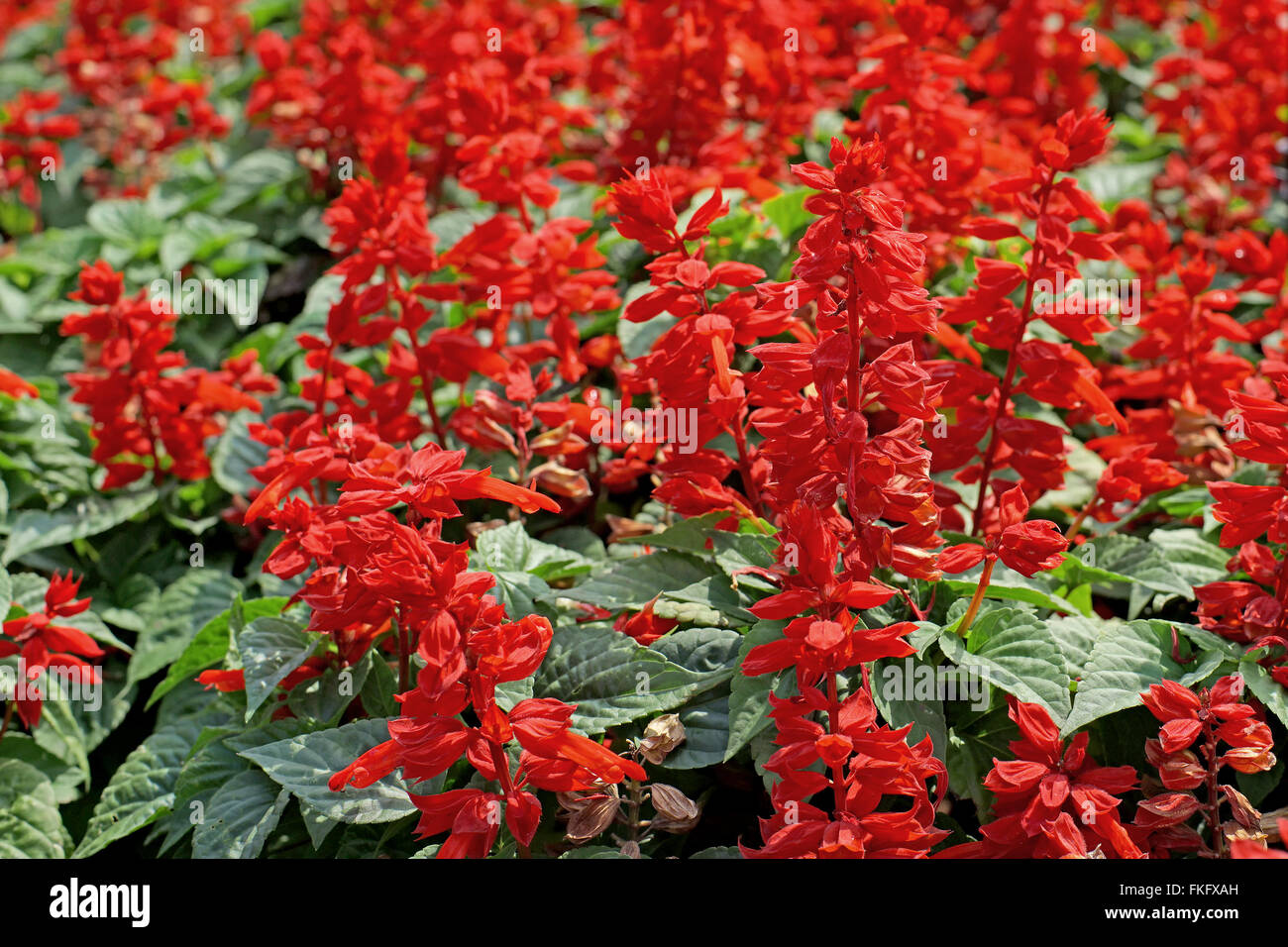 colorful of red salvia flower in the garden Stock Photo