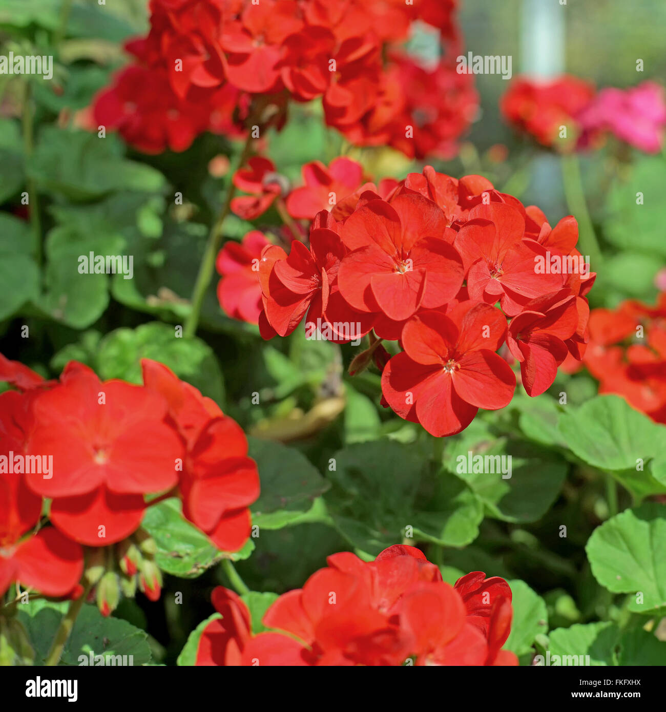 beautiful red plumbago auriculata flower in the garden Stock Photo