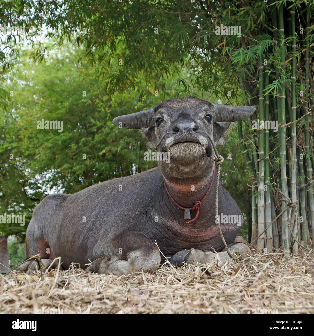 asian water buffalo or bubalus bubalis in farm Stock Photo