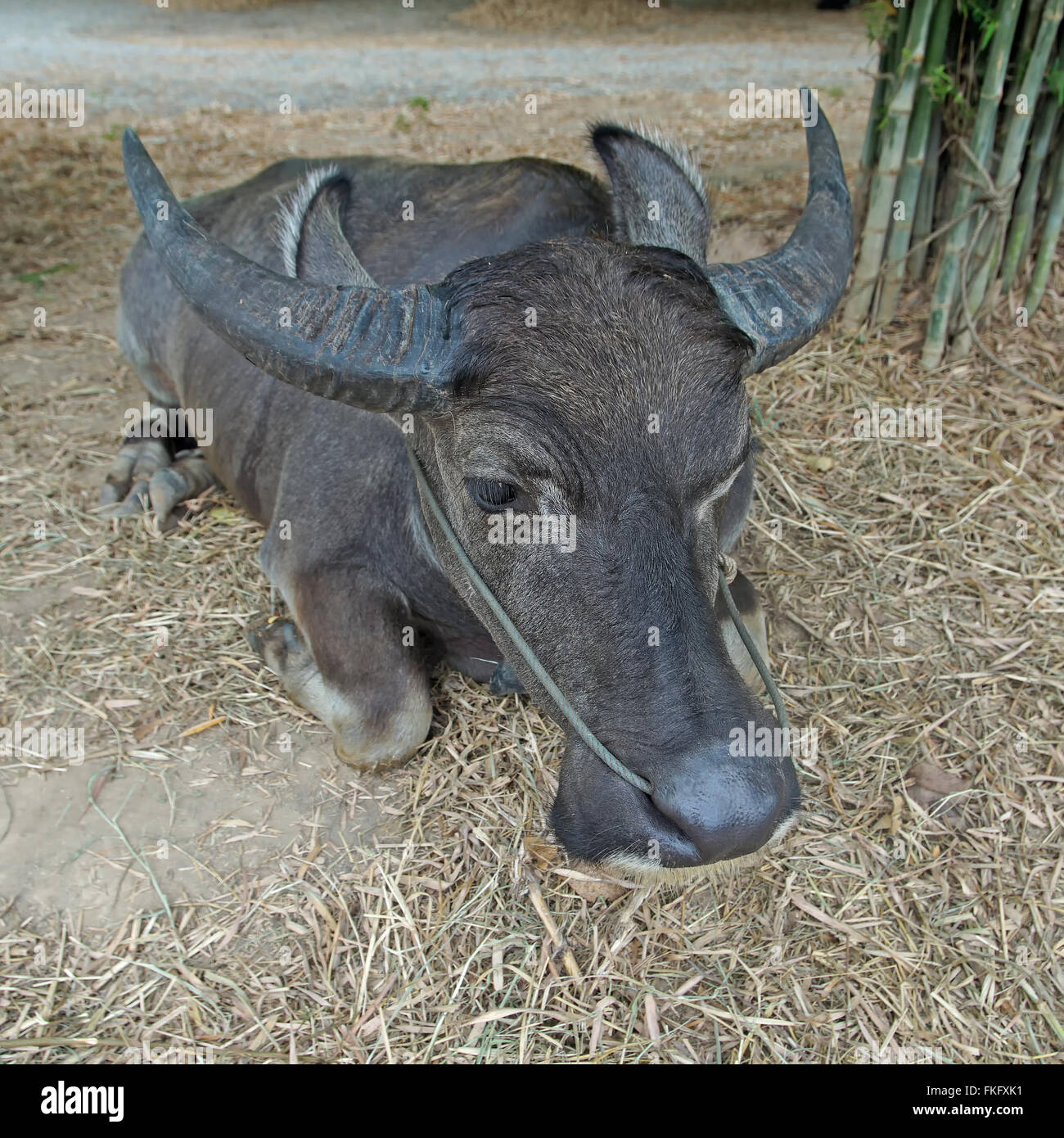 asian water buffalo or bubalus bubalis in farm Stock Photo