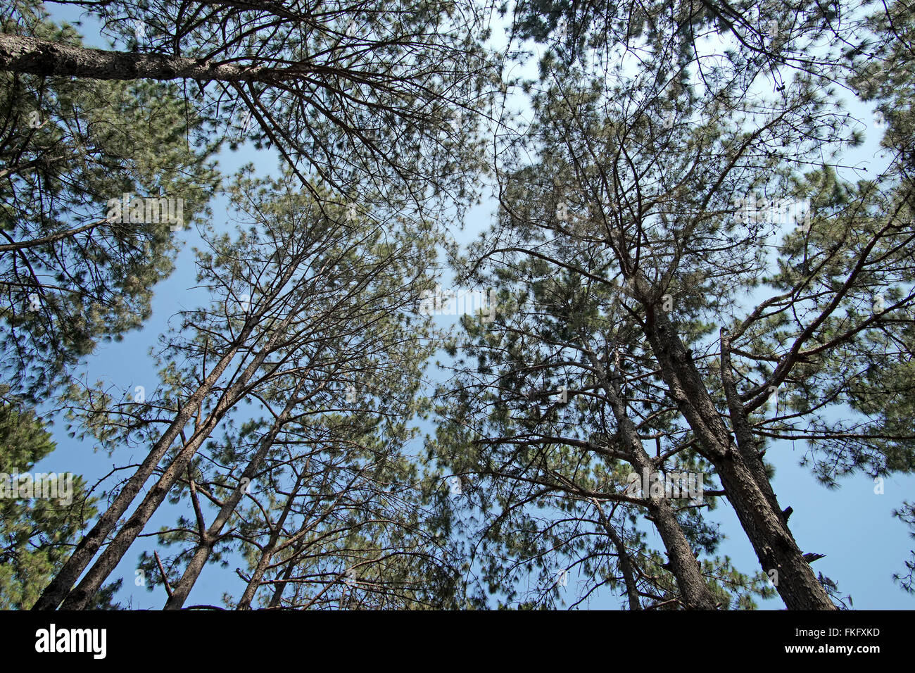 green pine tree forest with beautiful sky background Stock Photo - Alamy