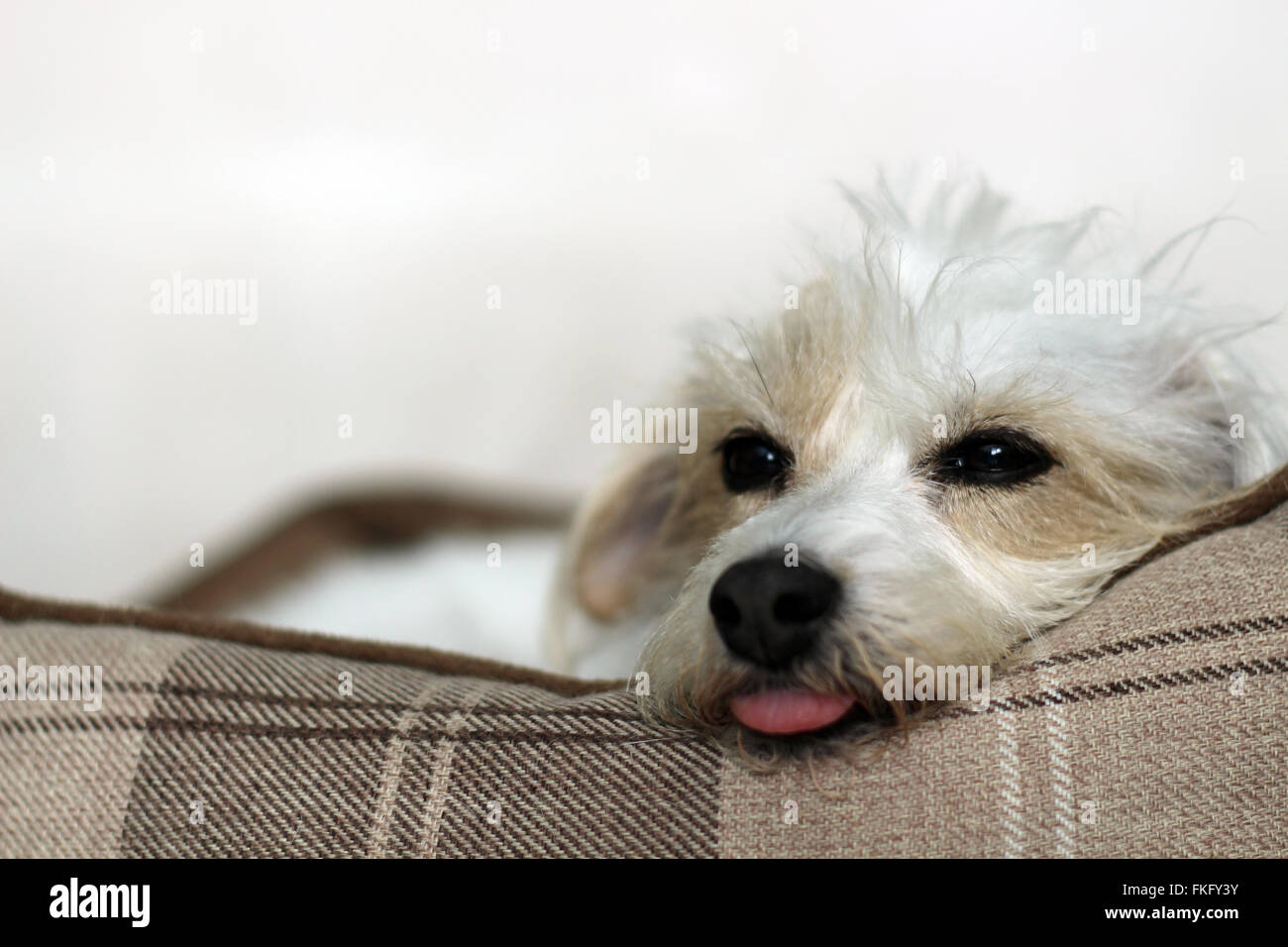 Wiry Jack Russell Terrier laying down, looking back Stock Photo
