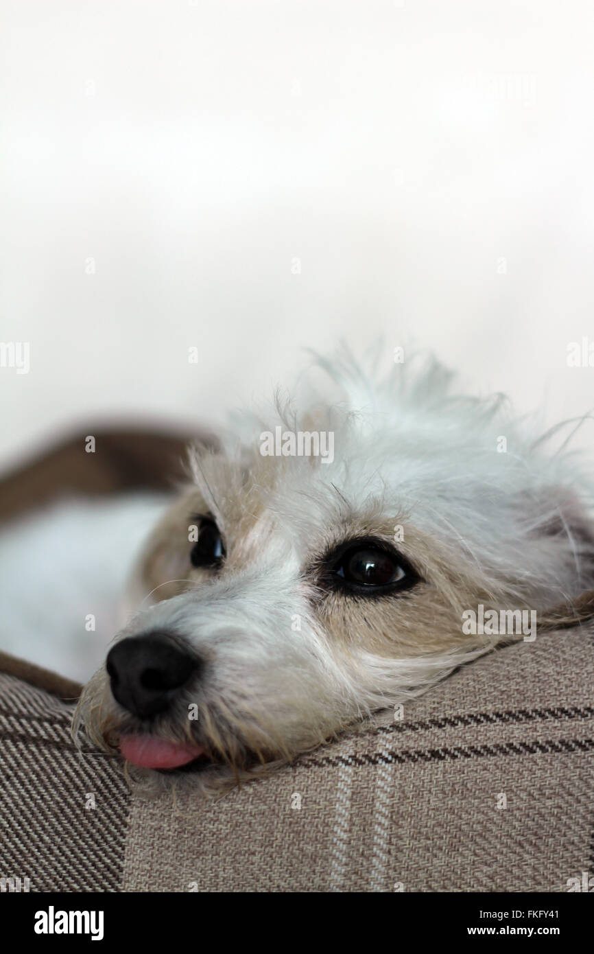 Wiry Jack Russell Terrier laying down, looking up Stock Photo