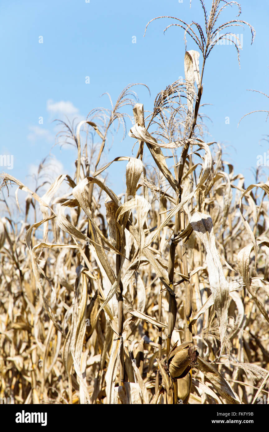 Drought Corn Field Stock Photo - Alamy