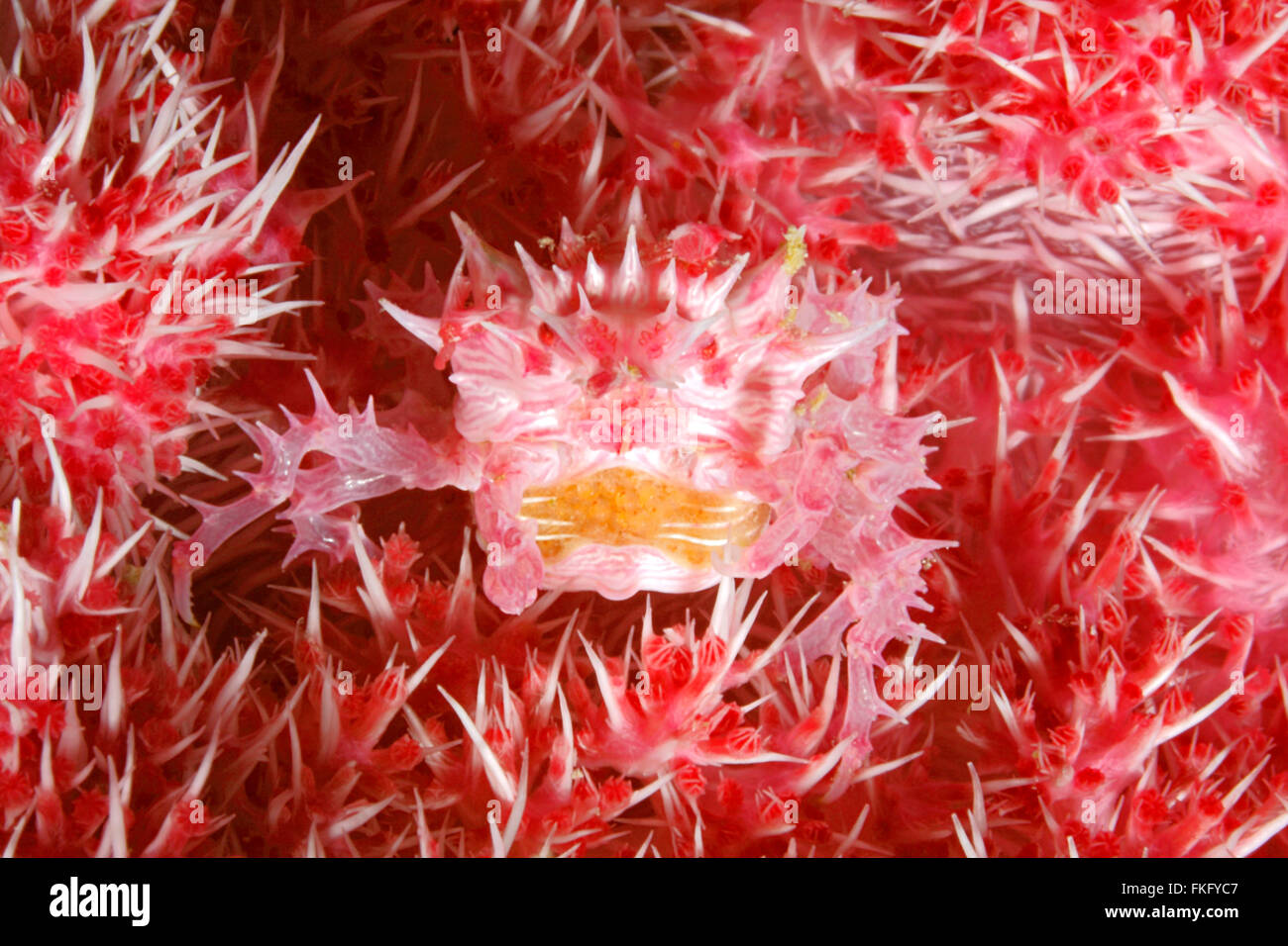 Soft Coral Crab Or Candy Crab, Hoplophrys Oatesii. Female With Eggs ...