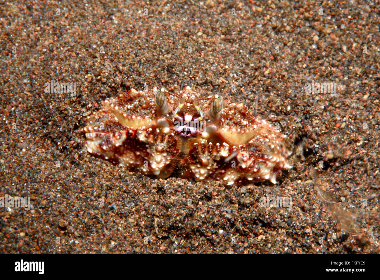 Reef Box Crab, Calappa sp, possibly Calappa hepatica, burying in sand. Tulamben, Bali, Indonesia. Bali Sea, Indian Ocean Stock Photo