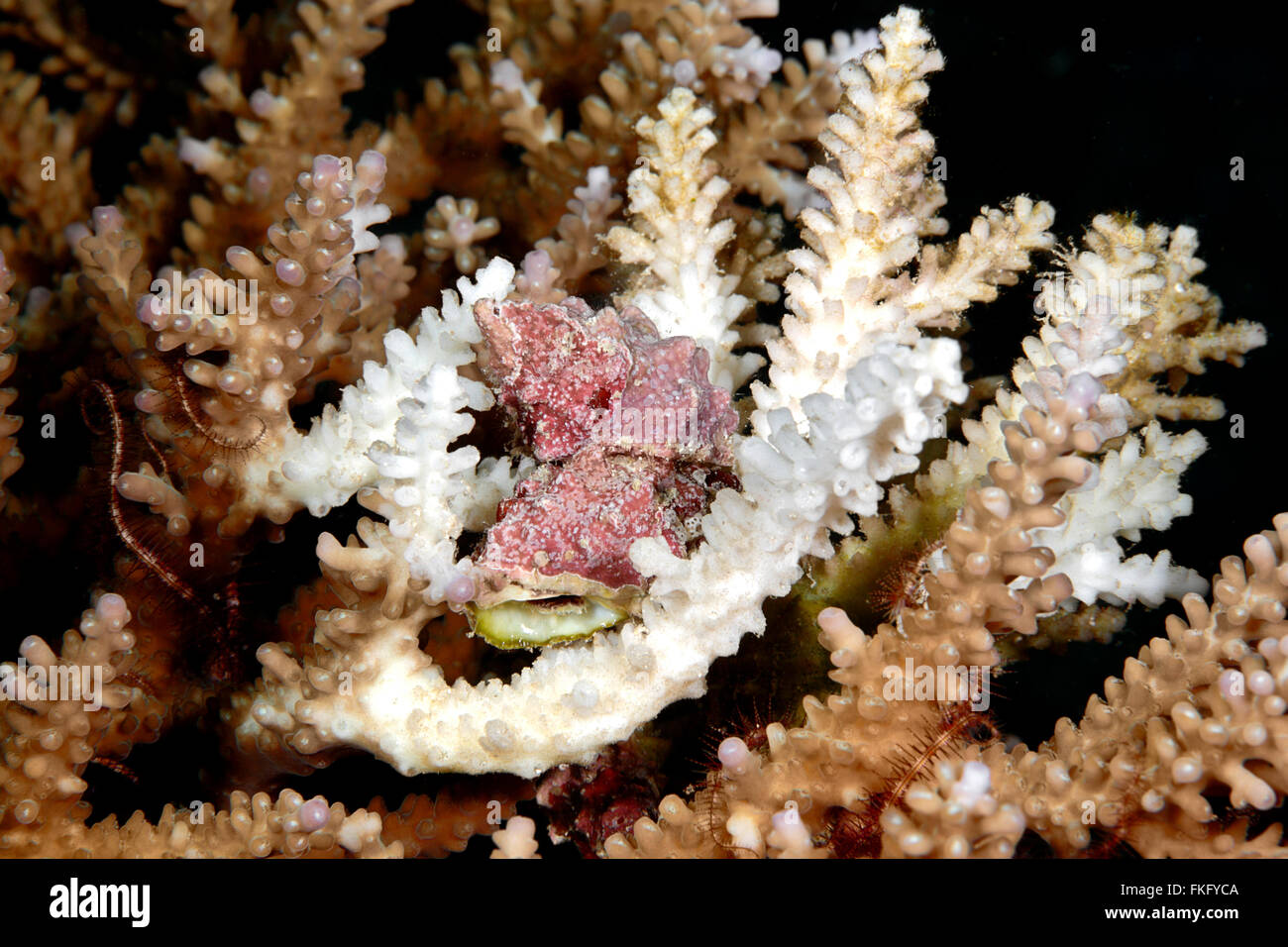 Rugose drupe, Drupella rugosa. These shells are obligate corallivores that graze on the tissue of live corals. Stock Photo