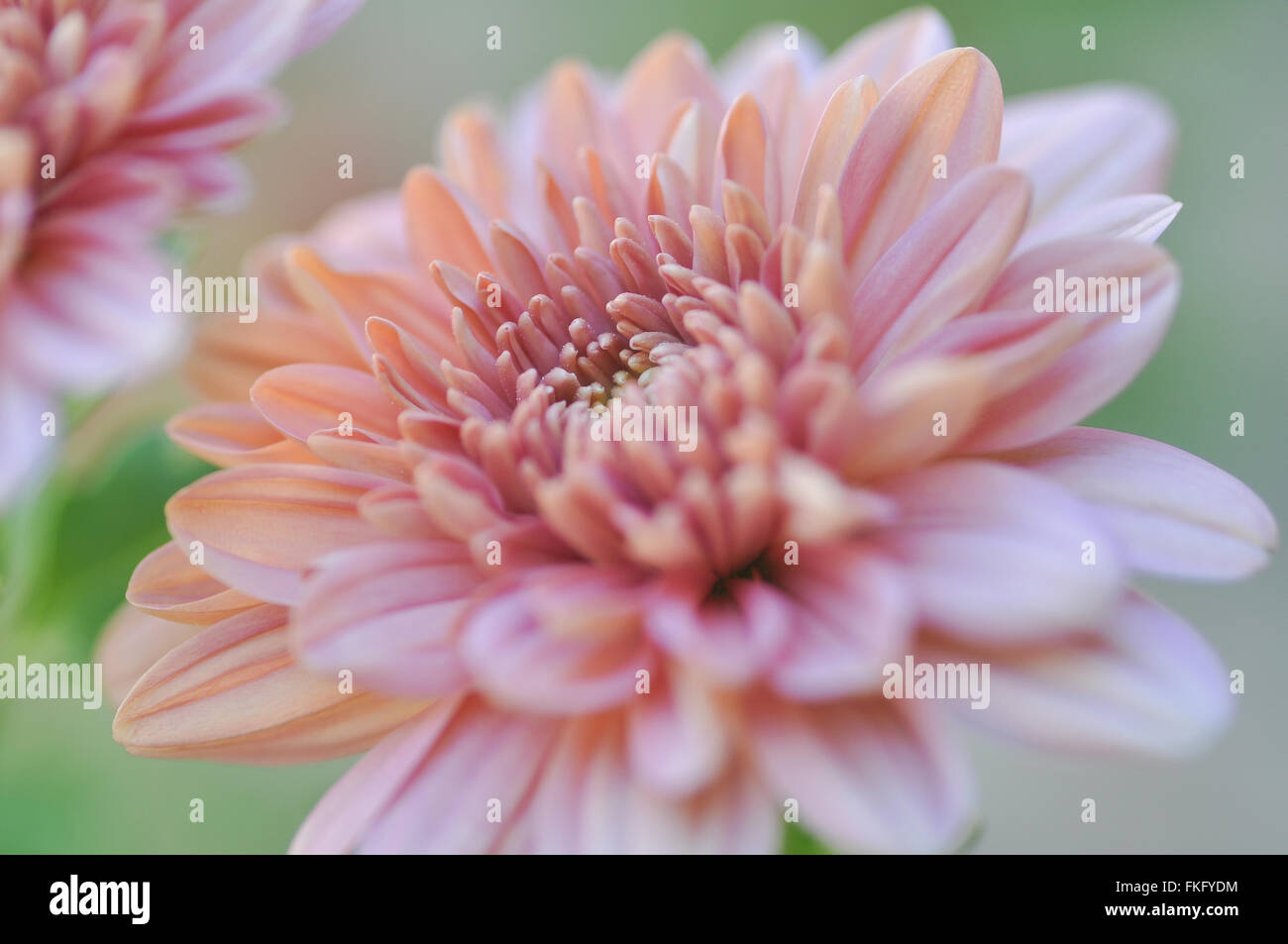 Chrysanthemum hi-res stock photography and images - Alamy