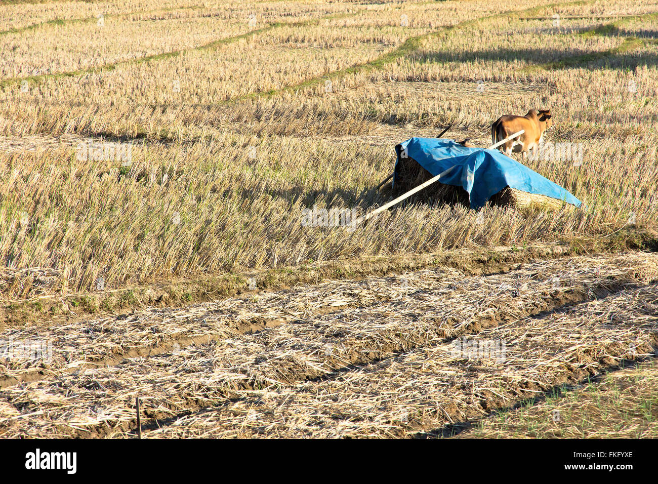 Rural field after the rice harvest Stock Photo - Alamy