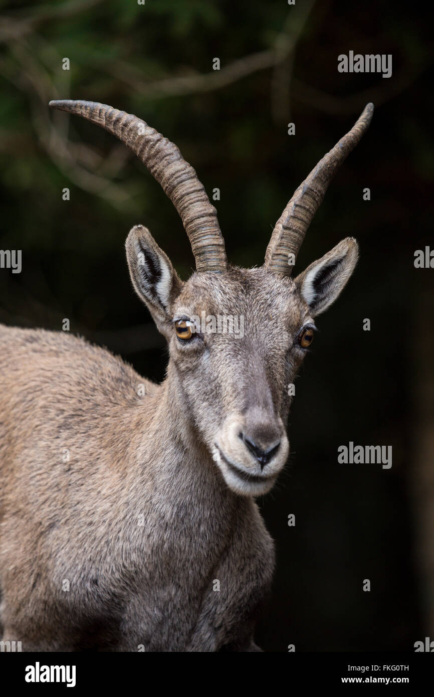 Portrait of a young alpine ibex, Capra ibex. This wild goat is also known as steinbock Stock Photo