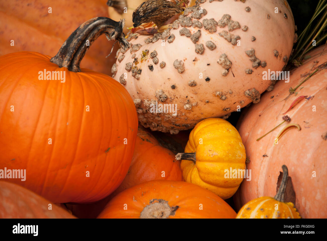 pumkins and gourds Stock Photo