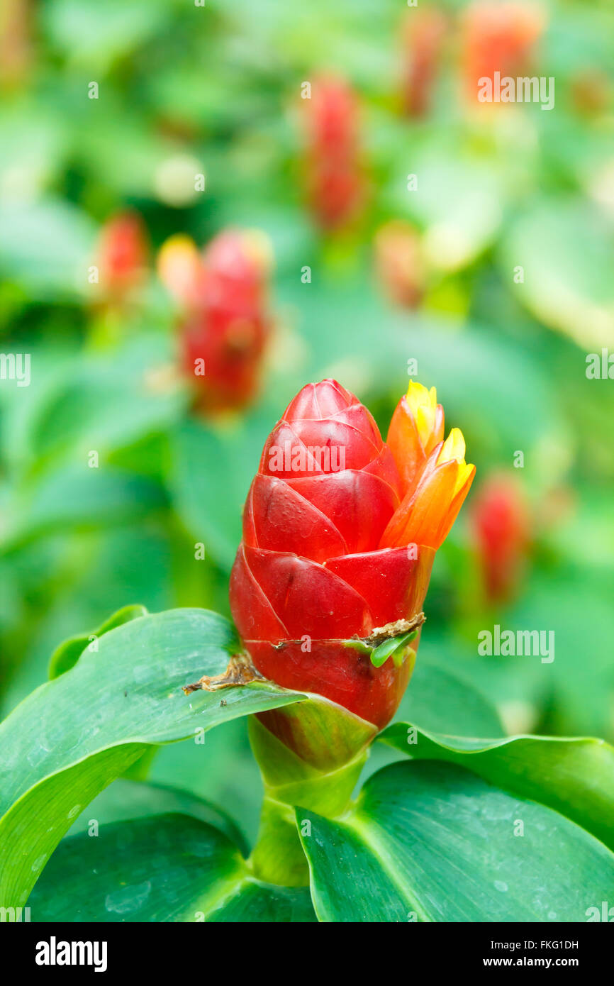 ginger flower. The scientific name costus speciosus or Cheilocostus