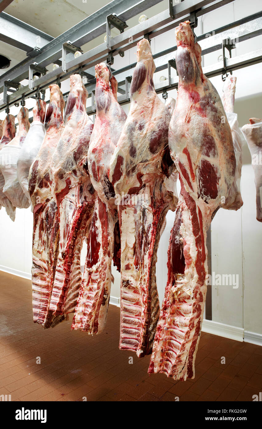 One row of fatty beef hindquarters hangs from metal hooks in refrigeration unit over a wooden floor near second row of other bee Stock Photo