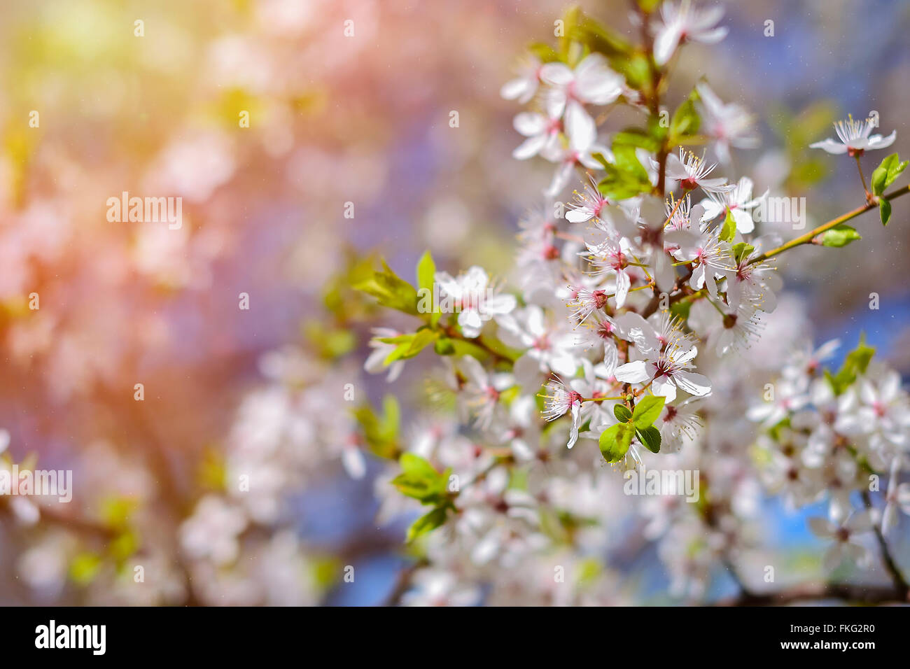Hawthorn blooms in soft background of flowering branches and sky, early spring white flowers background with bokeh Stock Photo