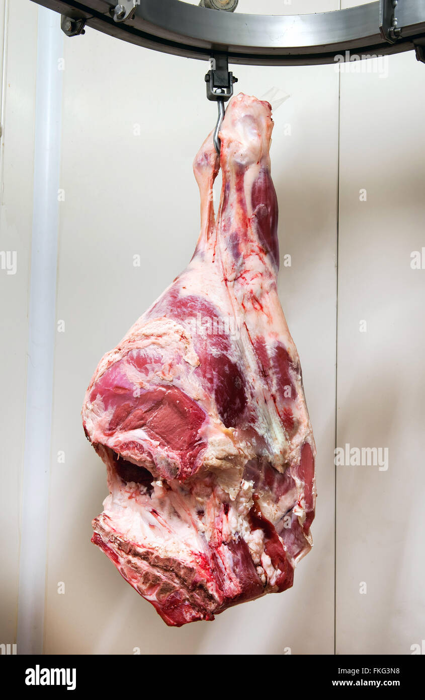 Single raw beef thigh hanging from hook on large rack in refrigerated room in meat processing plant Stock Photo