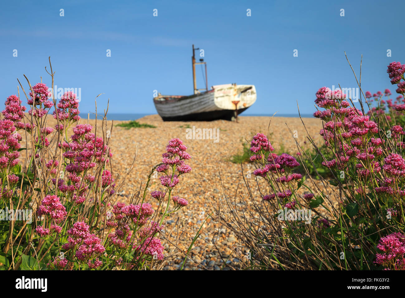 An old boat and flowers on the beach at Aldeburgh, Suffolk Stock Photo