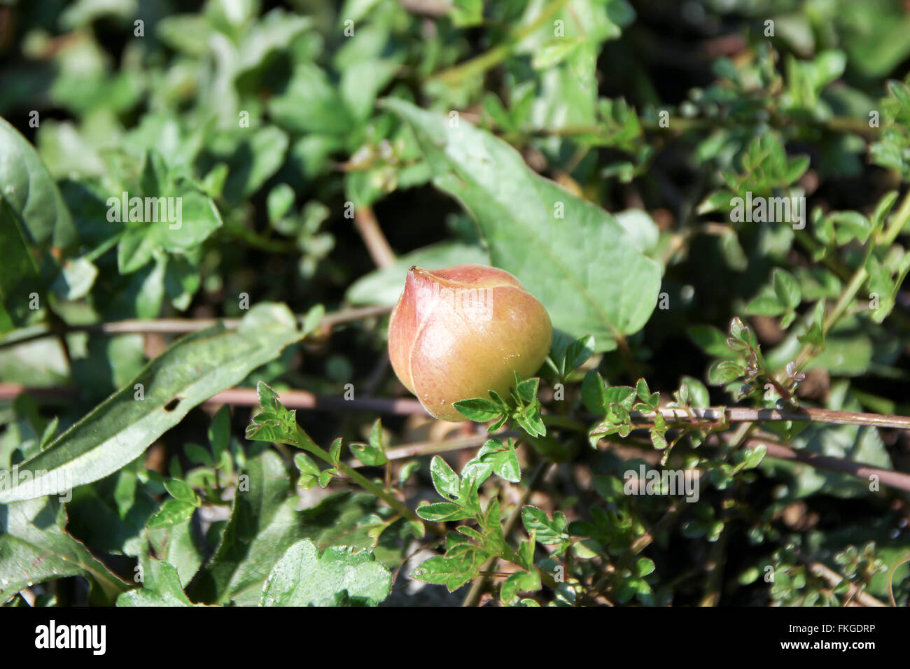 Flower Ivy Gourd or Coccinia grandis Stock Photo