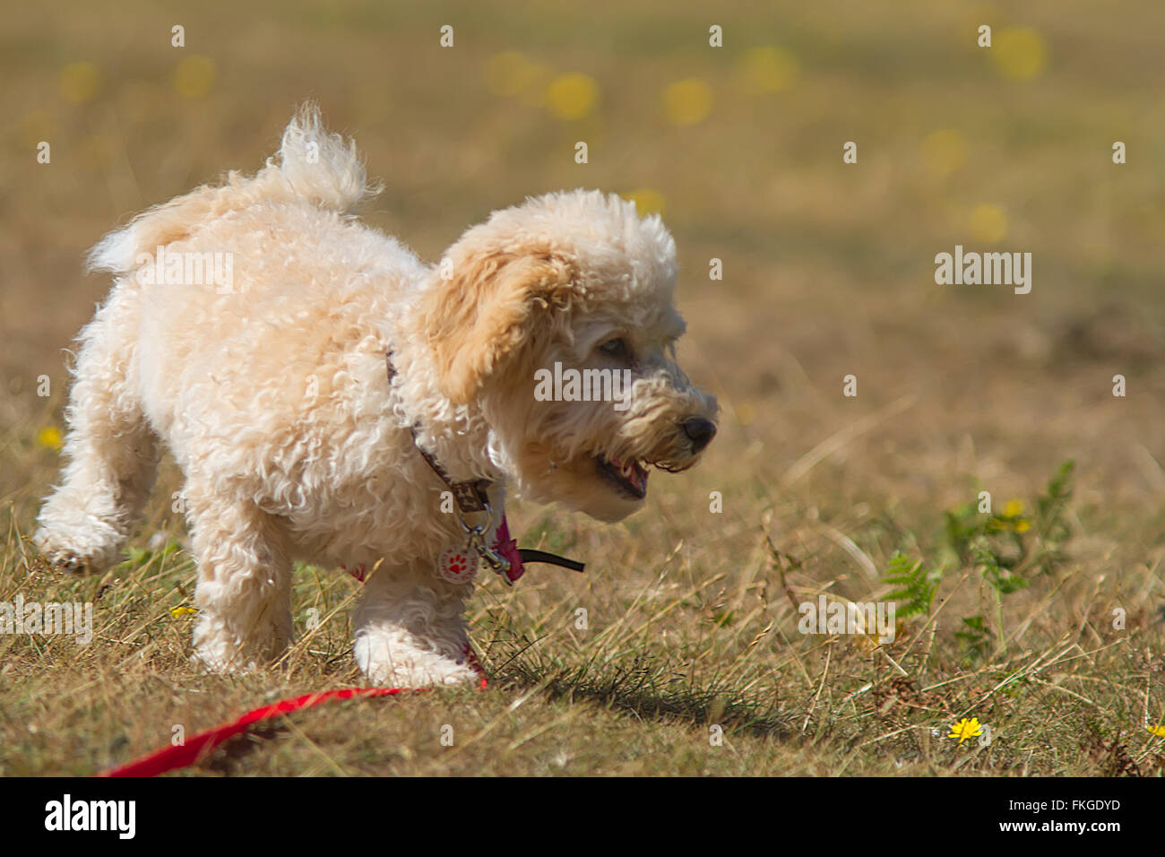 Cavapoo family hi-res stock photography and images - Alamy
