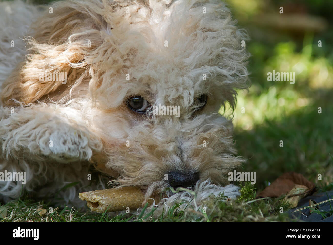 Cavapoo puppy hi-res stock photography and images - Alamy