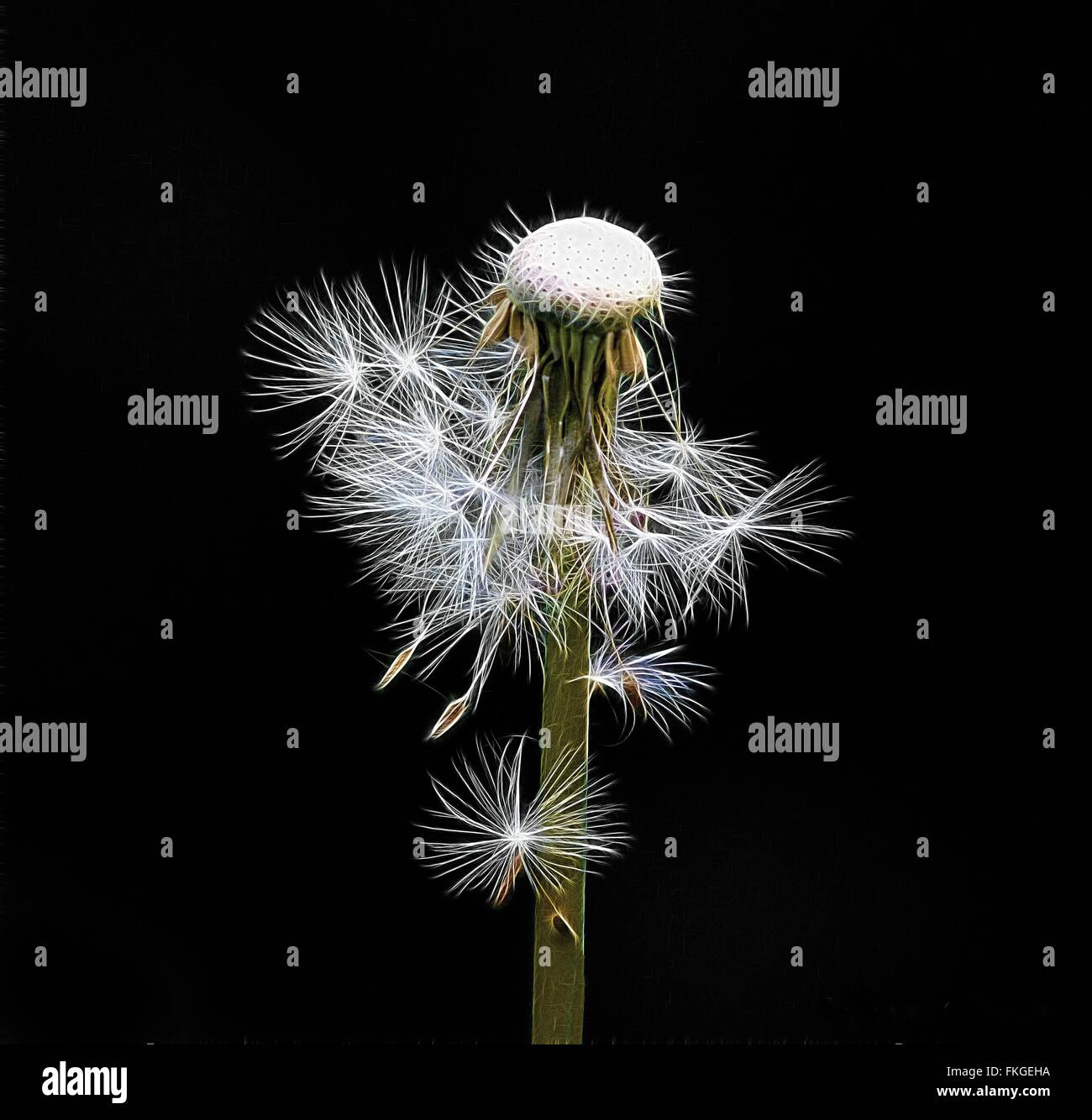 Dandelion seed head silhouette hi-res stock photography and images - Alamy