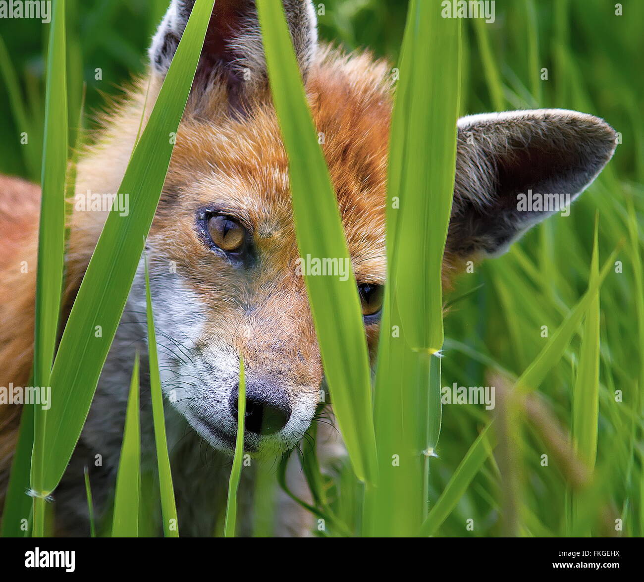 Fox Cub Stock Photo
