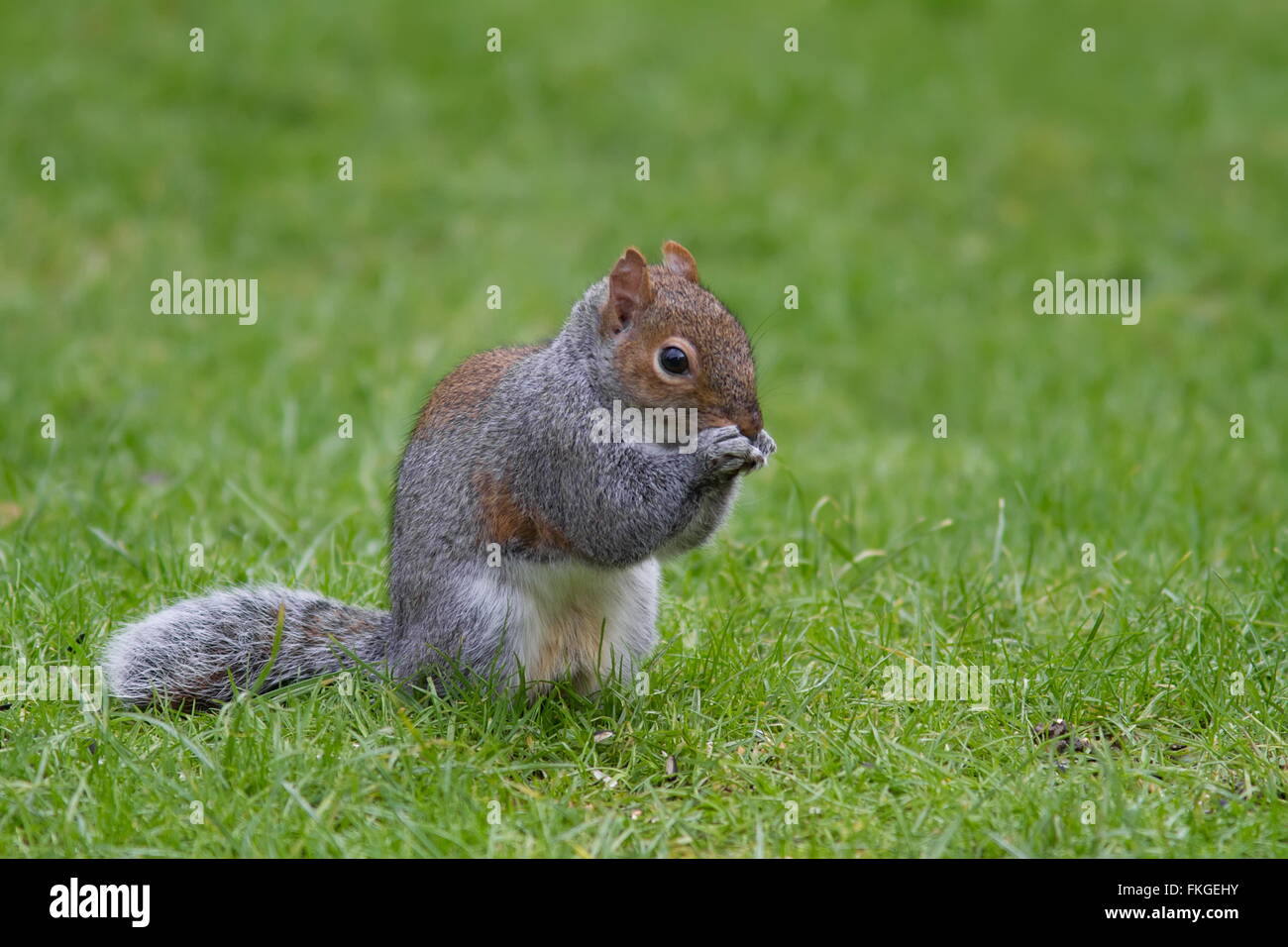 Young squirrel hires stock photography and images Alamy