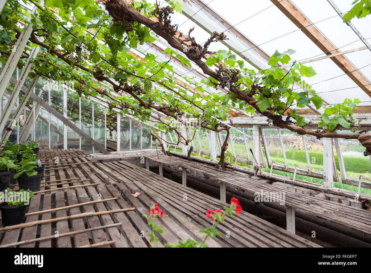 An old vine growing in a greenhouse or hothouse with bunches of grapes Stock Photo