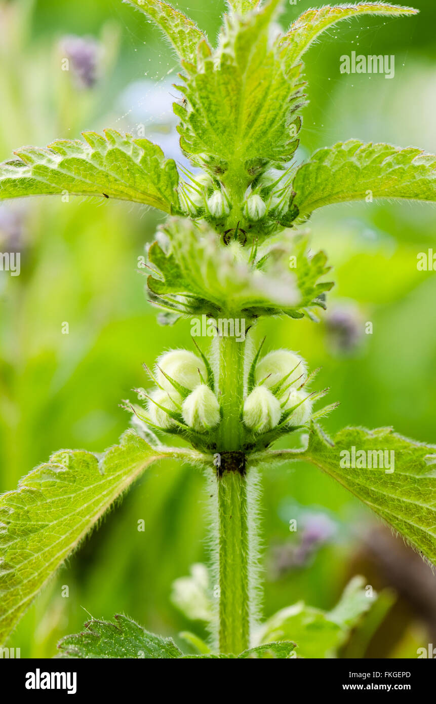 Blossoming nettle, close up Stock Photo