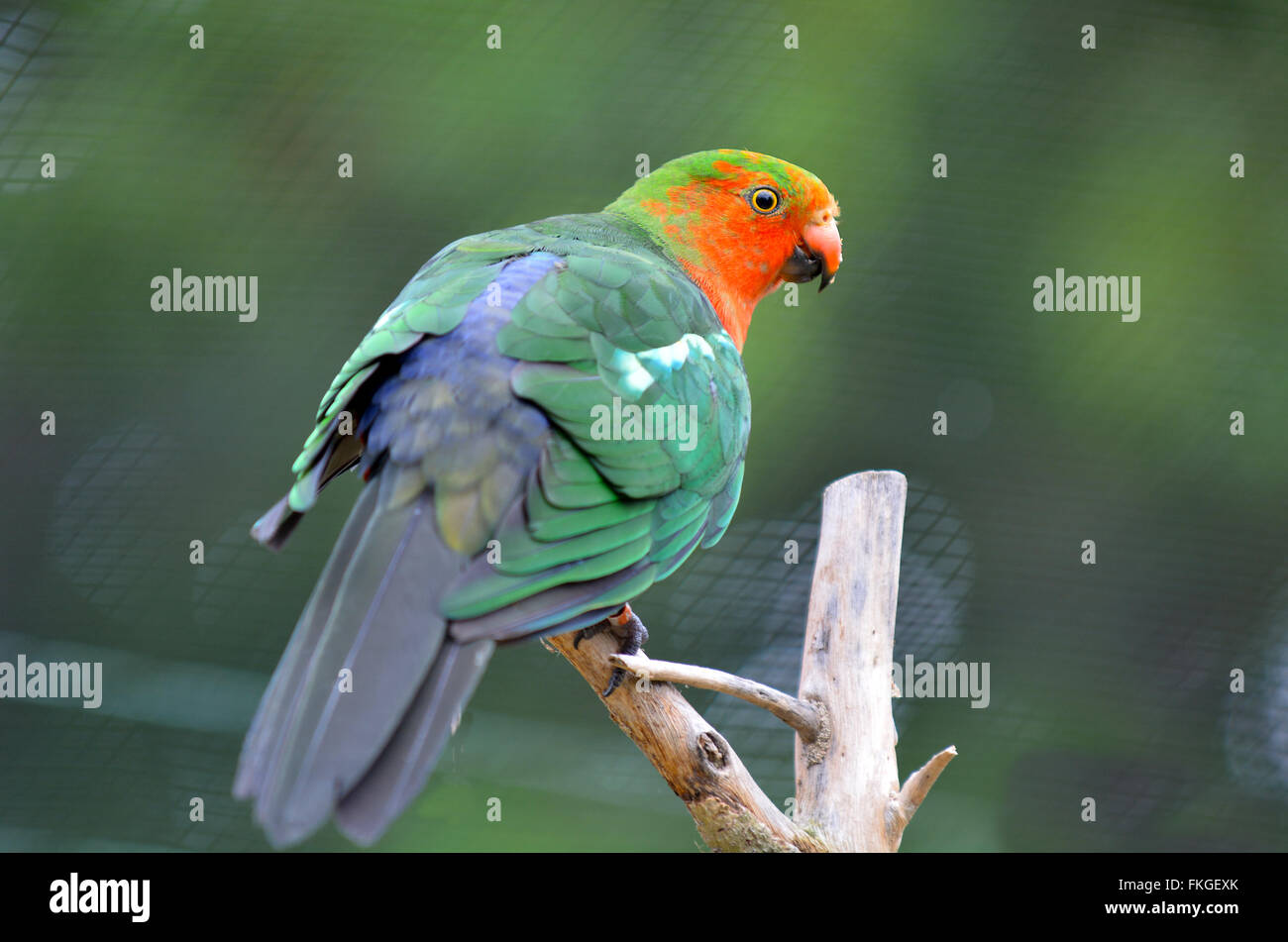 Male Australian king parrot (Alisterus scapularis) sit on a tree.It inhabit dense sub-tropical rainforests and can live up to 25 year. Stock Photo