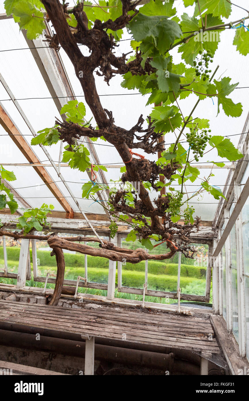 An old vine growing in a greenhouse or hothouse with bunches of grapes Stock Photo