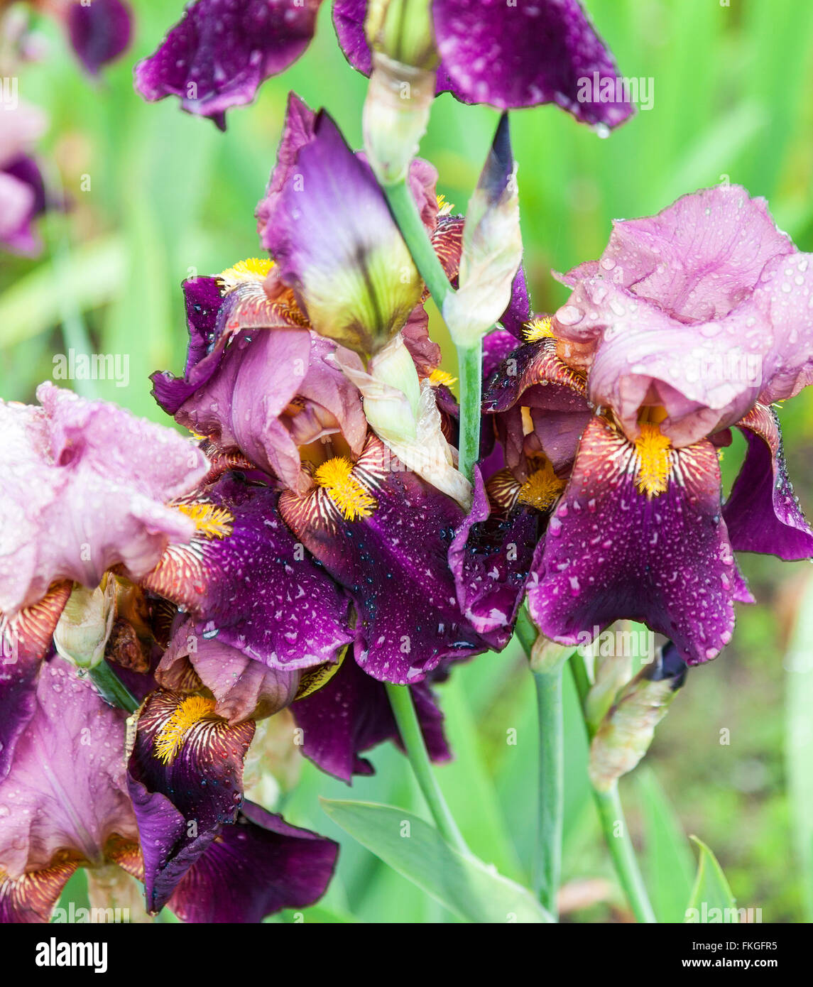dark and light purple bearded iris Stock Photo