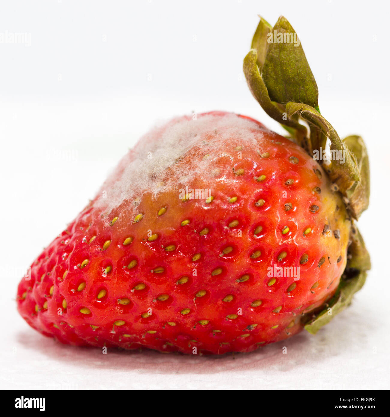 Strawberry covered with mould, composite image - Stock Image