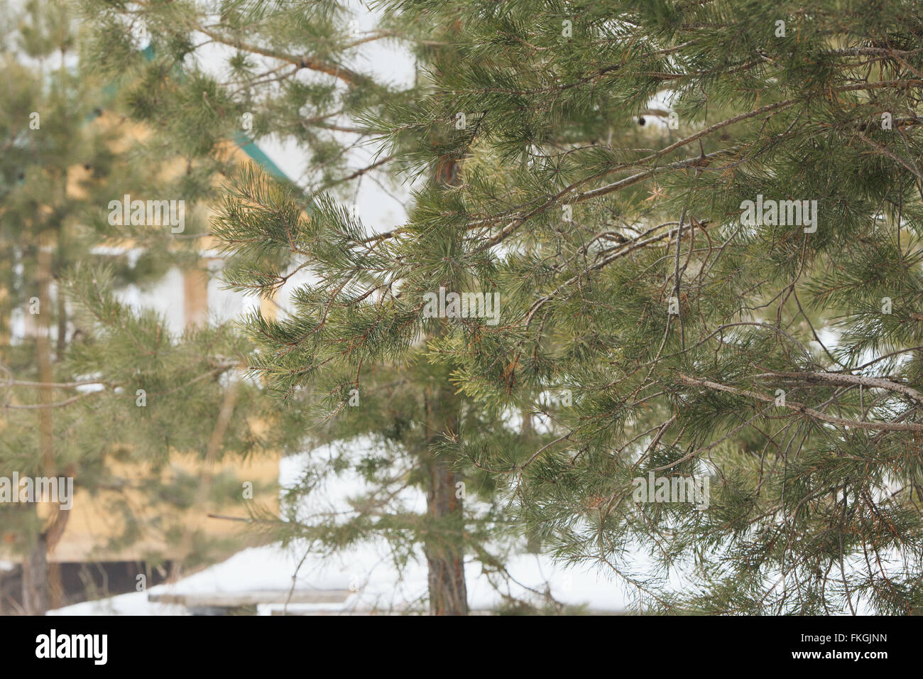 wooden house in the pine forest Stock Photo - Alamy