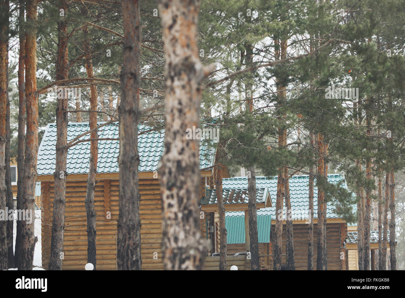 wooden house in the pine forest Stock Photo - Alamy