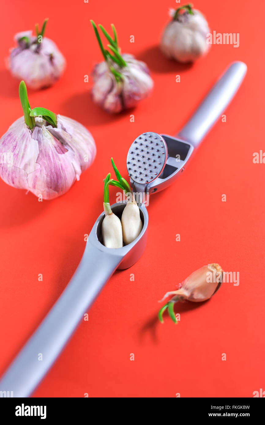 Cloves of garlic in garlic press Stock Photo Alamy
