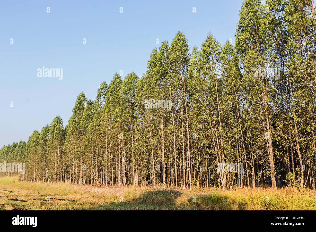 Eucalyptus tree forest in Thailand, plants for paper industry Stock Photo