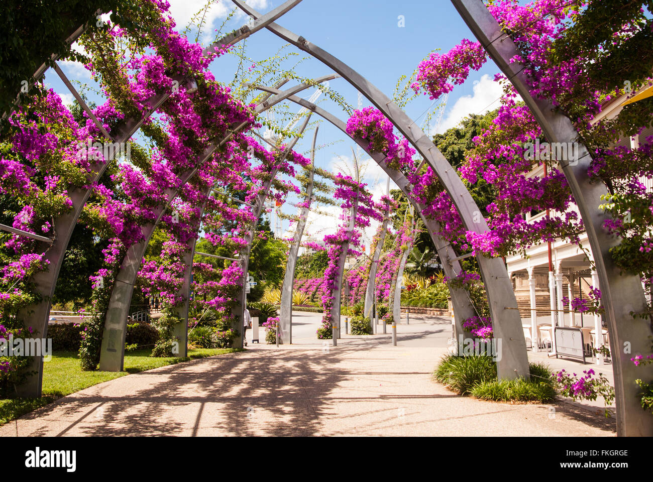 Pink bougainvillea on arches over walkway, Southbank gardens, Brisbane, Australia Stock Photo