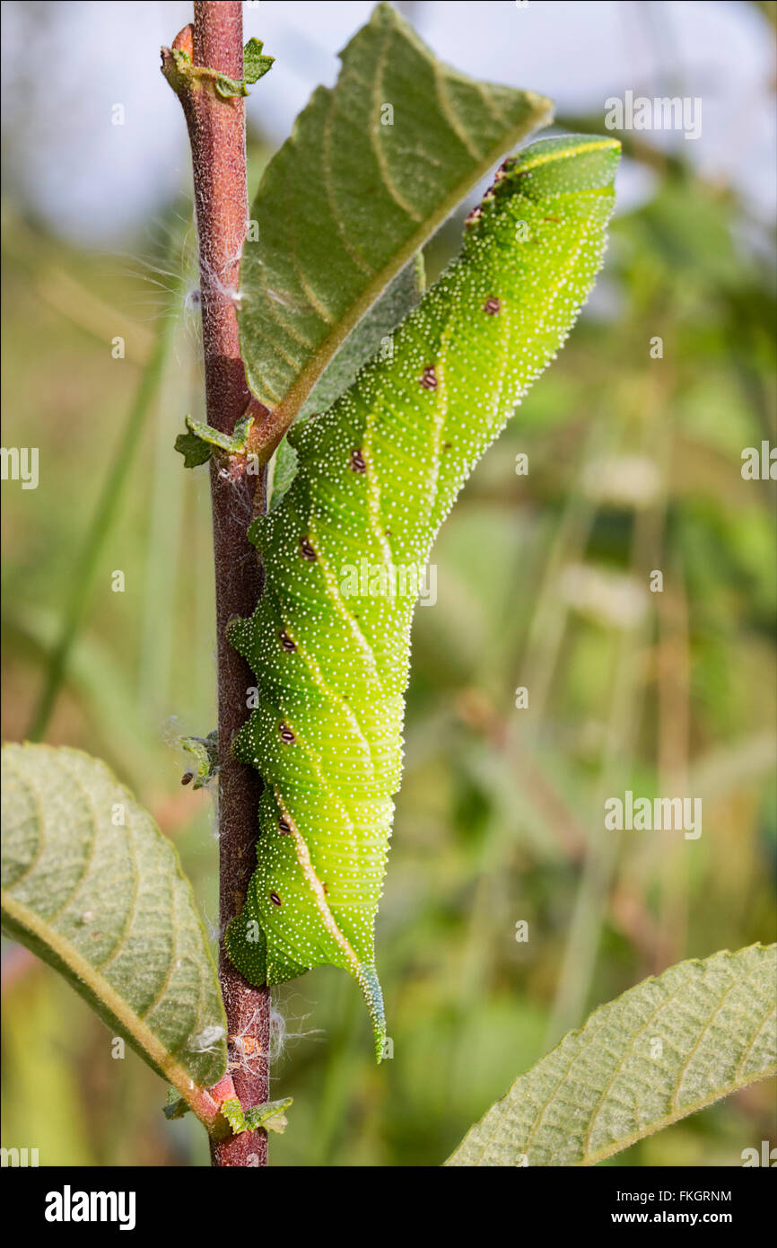 Caterpillar of Sphinx ligustri privet hawkmoth eating leaves taken in portrait format. Green large caterpillar with spike or thorn like tail end. Stock Photo