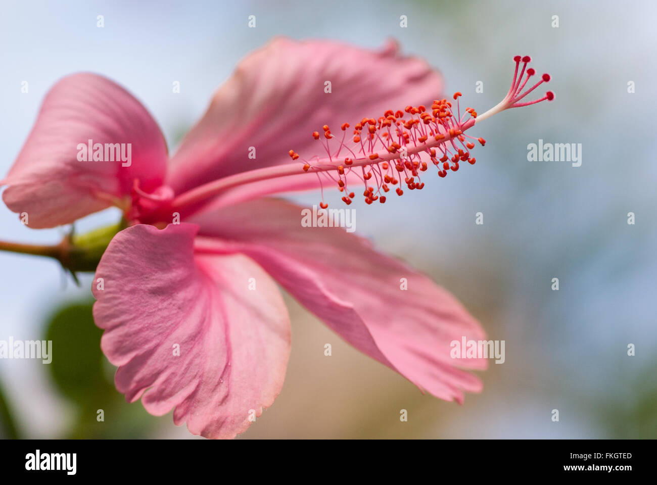 Pink hibiscus close up with blue sky background Stock Photo - Alamy