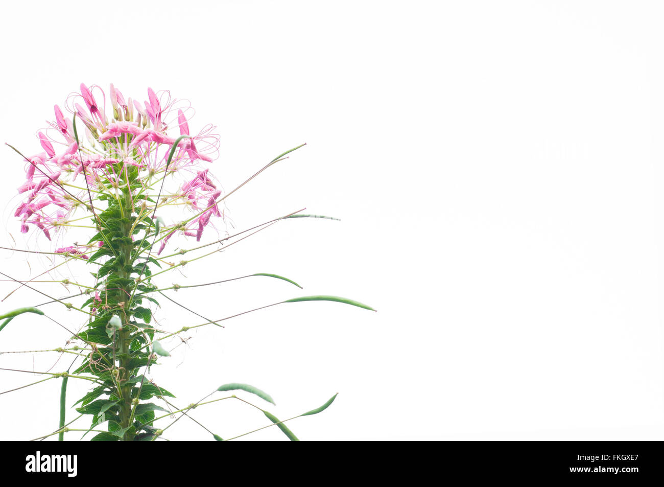 Spider flower isolated on white background. Stock Photo