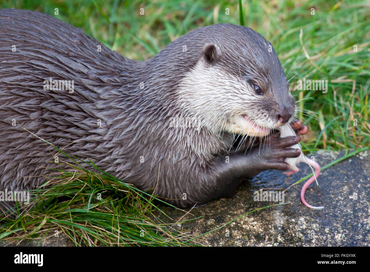 Oriental Small Clawed Otter eating a mouse Stock Photo