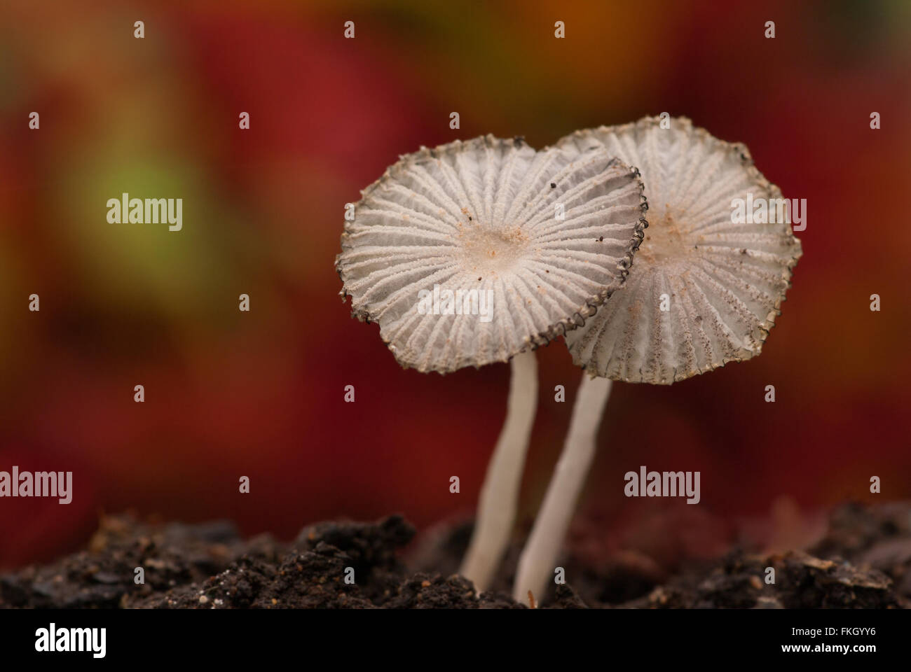 Two Parasol mushrooms Coprinus plicatilis Stock Photo