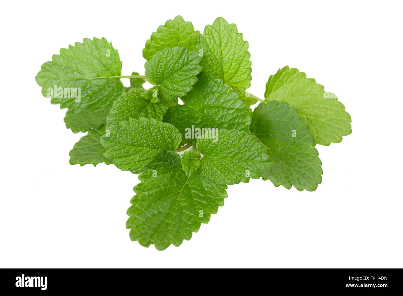 Lemon balm sprig isolated on white Stock Photo