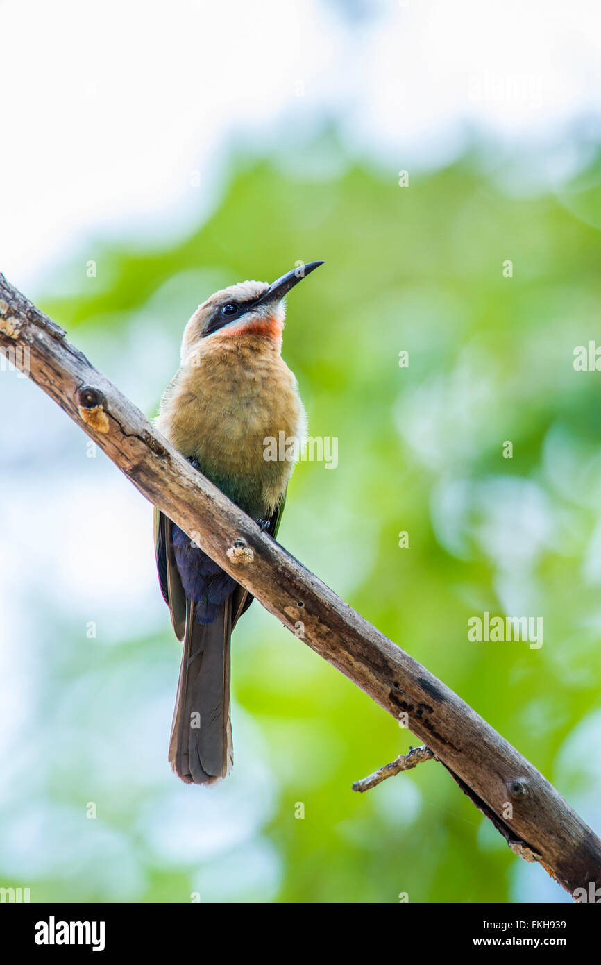 White-fronted bee-eater, Specie Merops bullockoides family of meropidae ...